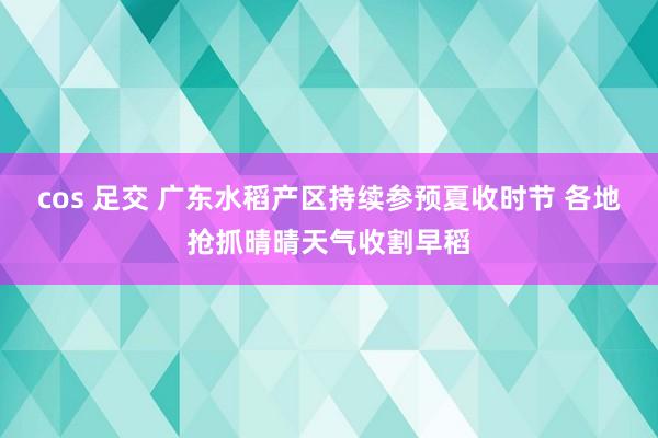 cos 足交 广东水稻产区持续参预夏收时节 各地抢抓晴晴天气收割早稻